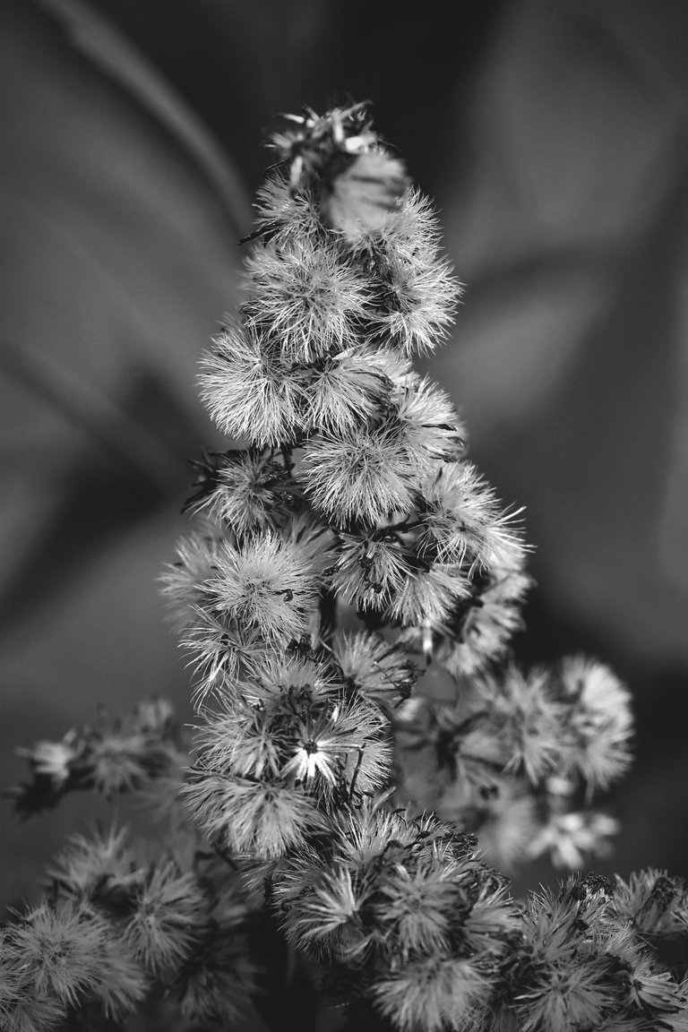 fluffy seeds garden bw 8.jpg