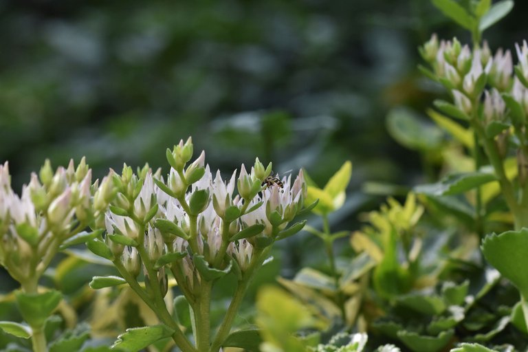 sedum spurium garden 8.jpg