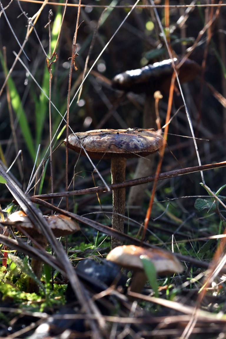 mushrooms needles 5.jpg