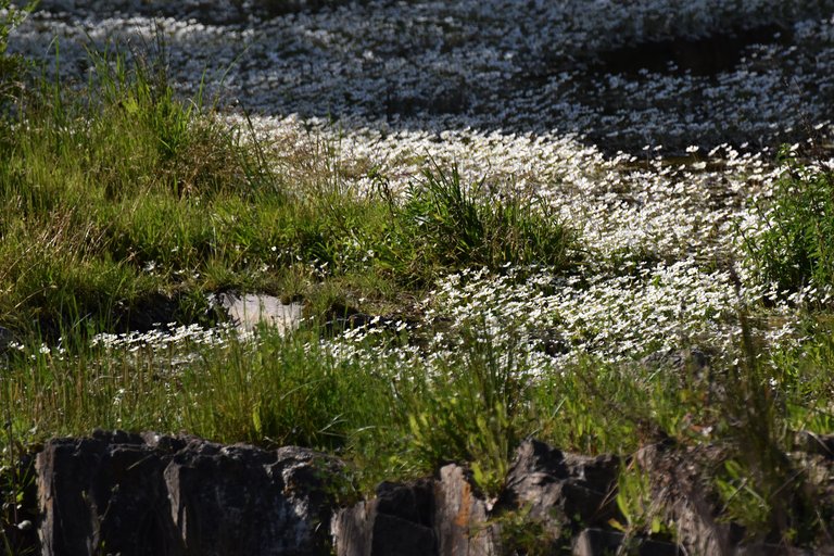 Ranunculus peltatus water flower 6.jpg