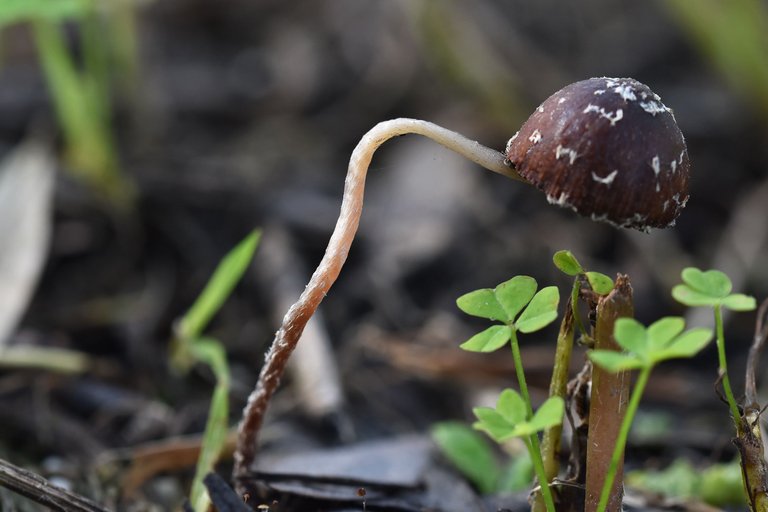 small brown mushroom sugarcoated 6.jpg
