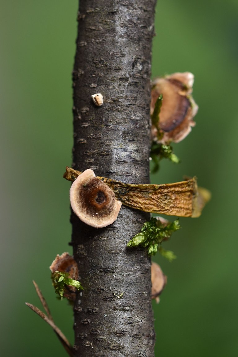 mushrooms on a stick 12.jpg