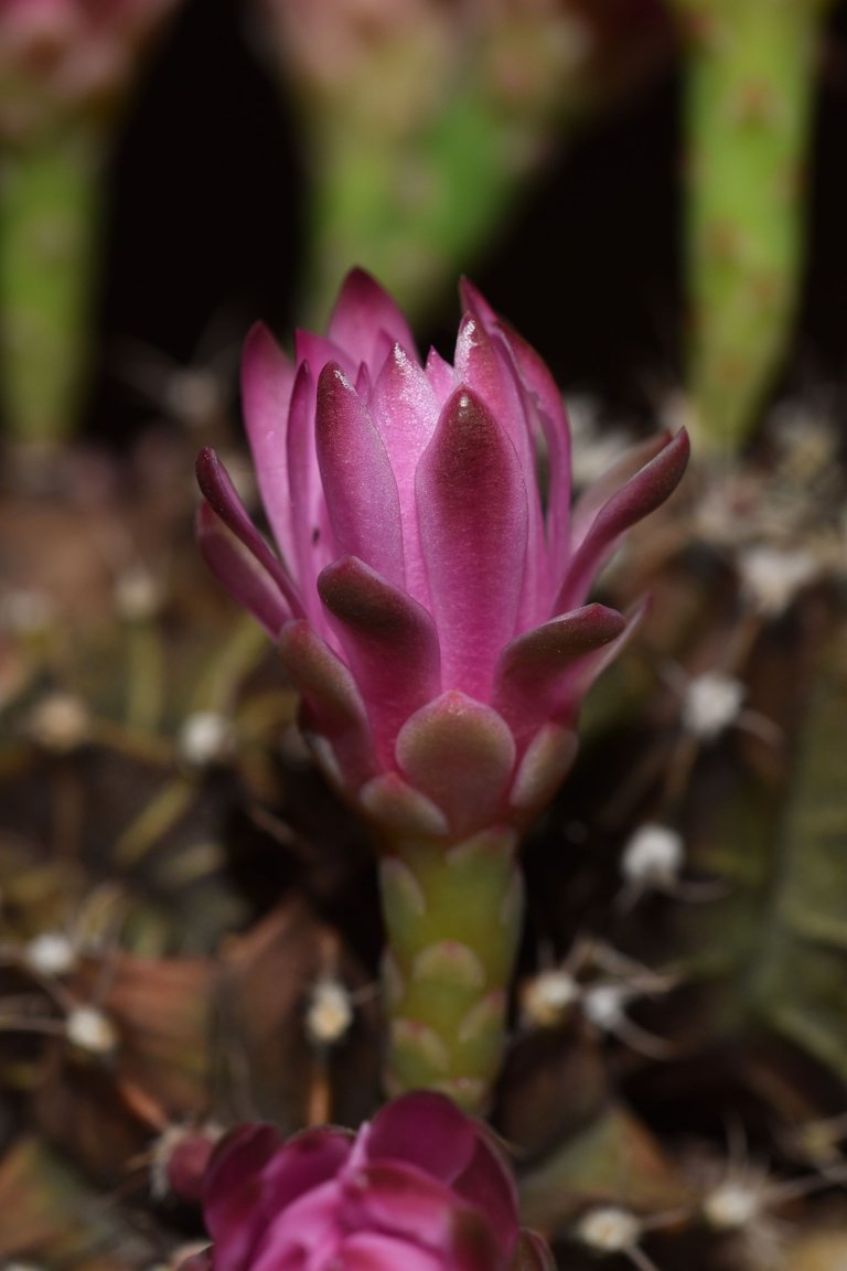 Gymnocalycium Mihanovichii group flower 2021 6.jpg