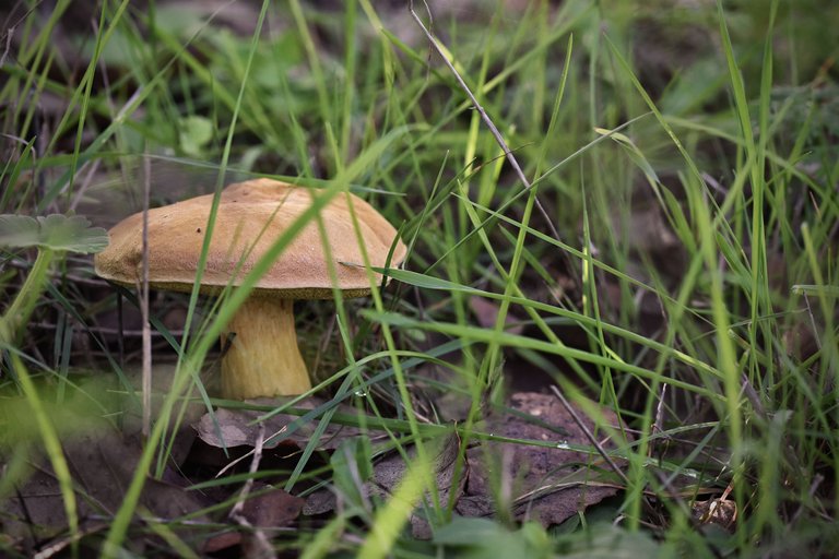 mushrooms autumn pt 12.jpg