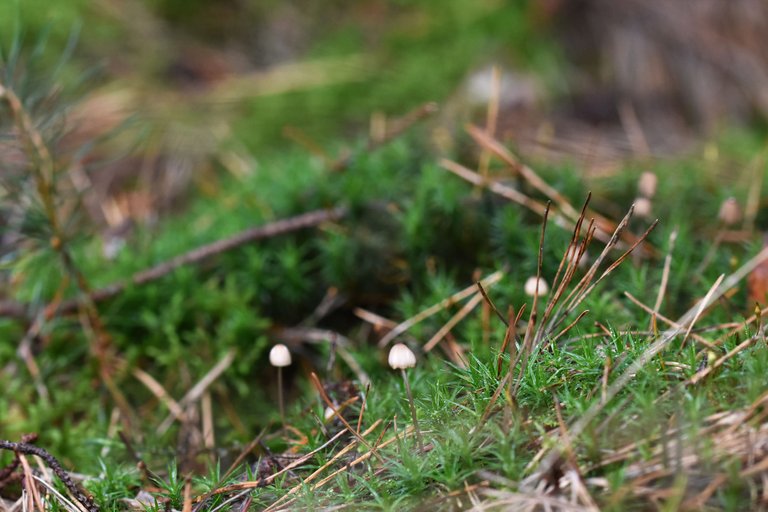 moss mushrooms pl 6.jpg