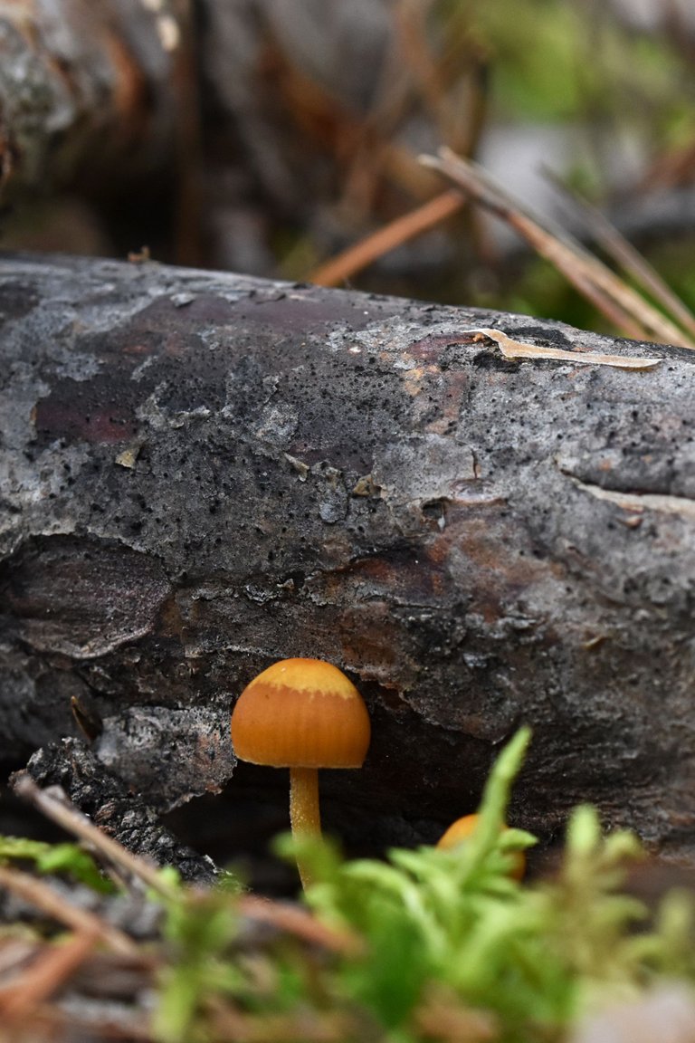 Tiny mushroom woods pl 8.jpg
