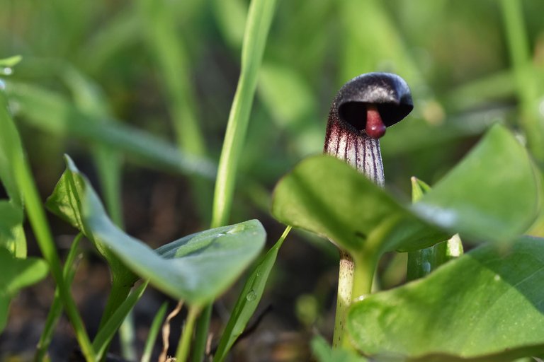 arisasum simorrhinum park 1.jpg