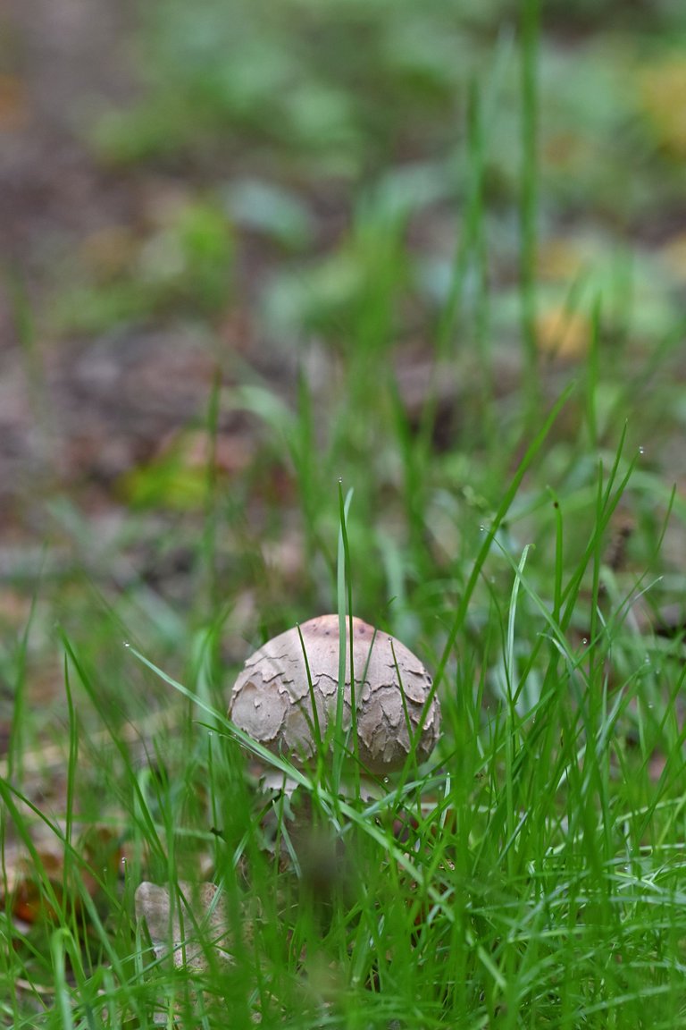 white mushrooms grass 2.jpg