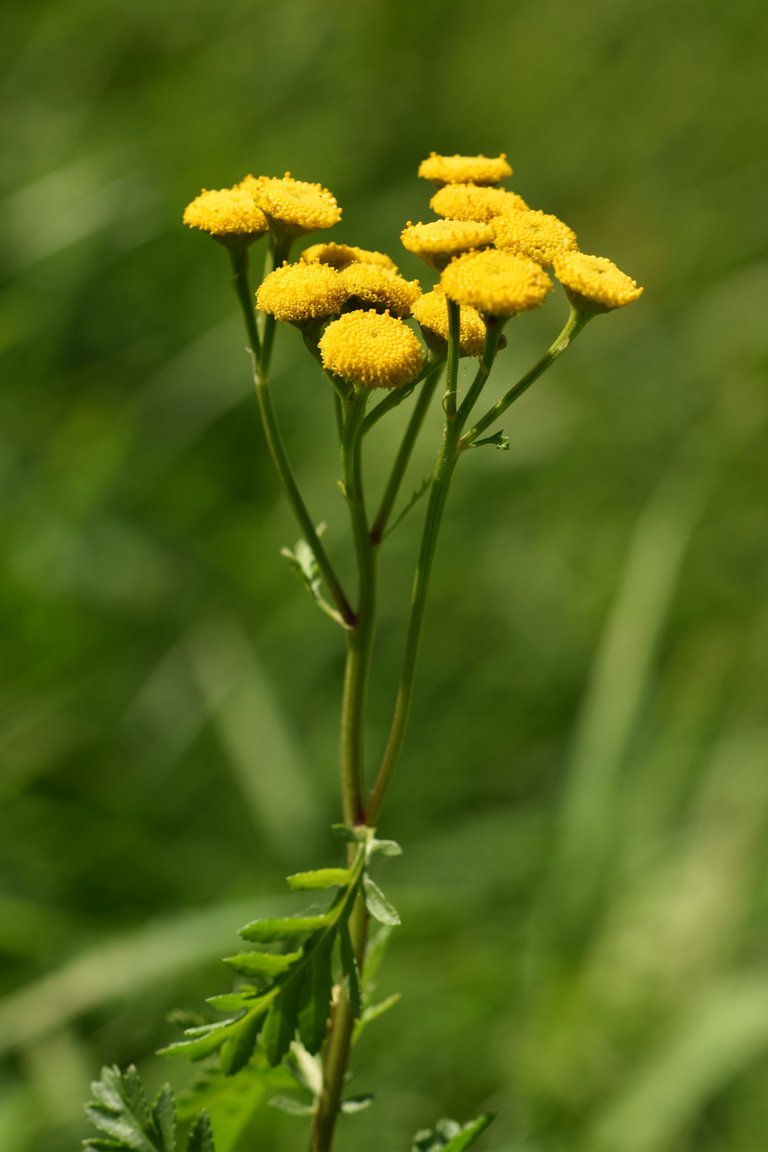 Tanacetum vulgare yellow wilflower pl 4.jpg