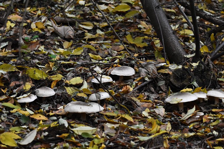 silver mushrooms pl 5.jpg