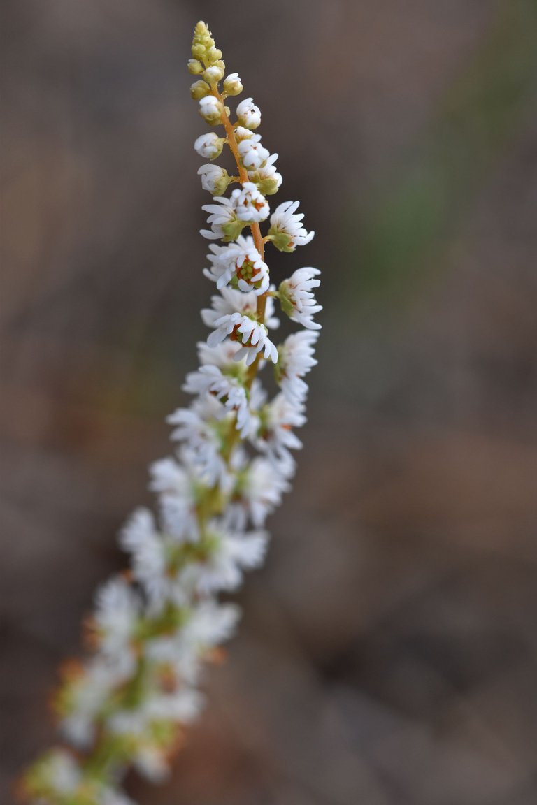 Sesamoides purpurascens wildflower 4.jpg