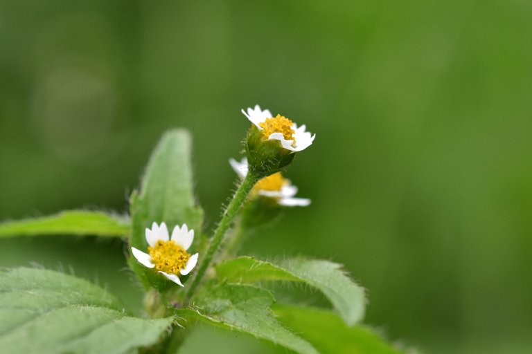 Galinsoga parviflora quickweed pl 3.jpg