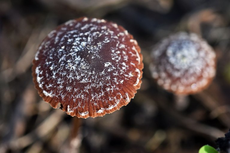 small brown mushroom sugarcoated 8.jpg