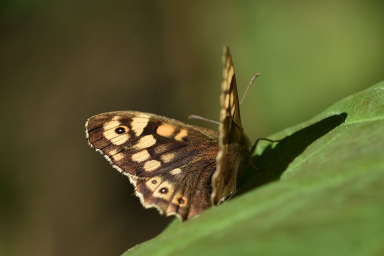 brown butterfly 2.jpg