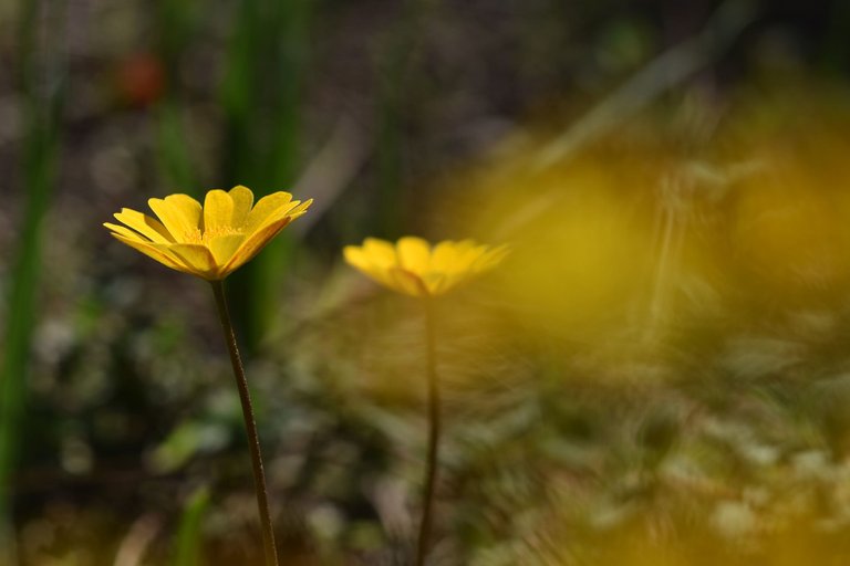 anemone palmata yellow 8.jpg