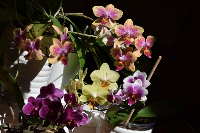 mini orchids blooming 2022 1.jpg
