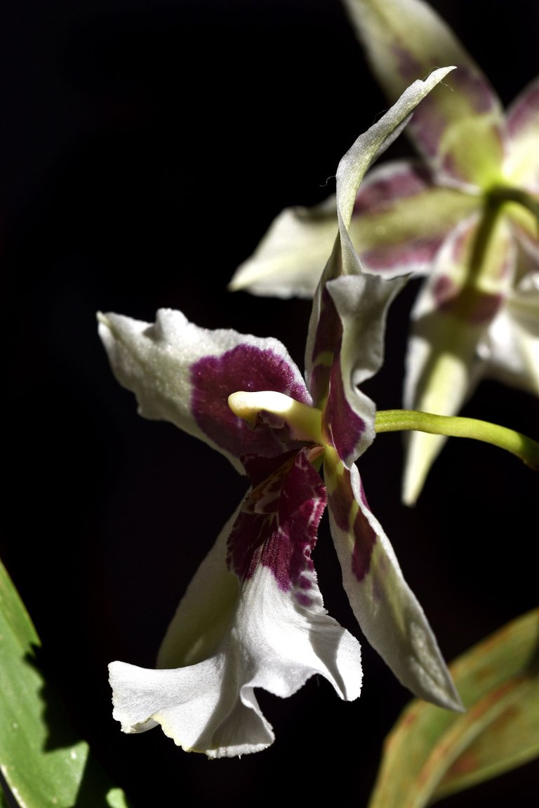 Beallara Tahoma Glacier 2021 9.jpg