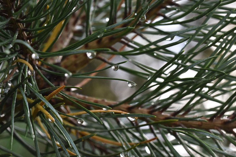 raindrops pl pine 2.jpg