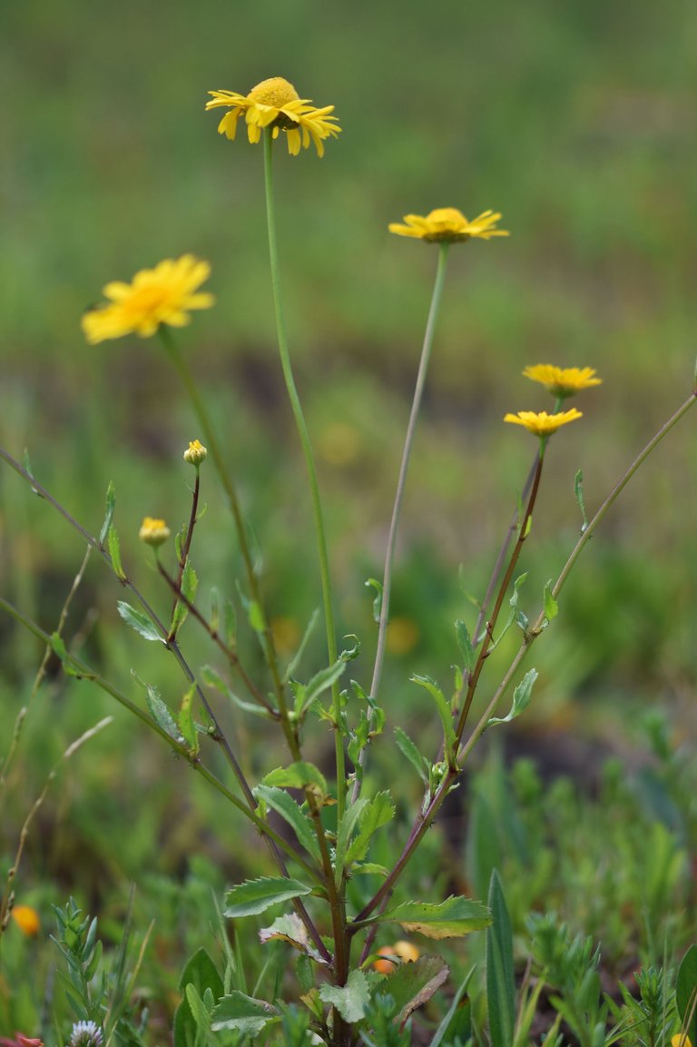 Coleostephus myconis yellow wildflower 4.jpg