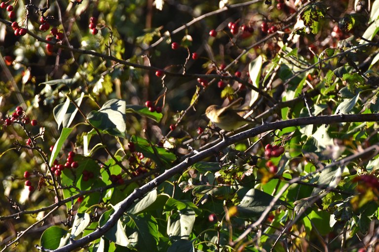 Common chiffchaff birds pl 9.jpg