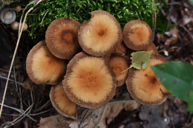 mushrooms rotten stump pl 4.jpg