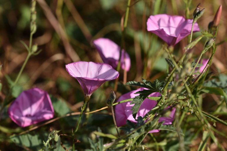 Convolvulus althaeoides pink 12.jpg