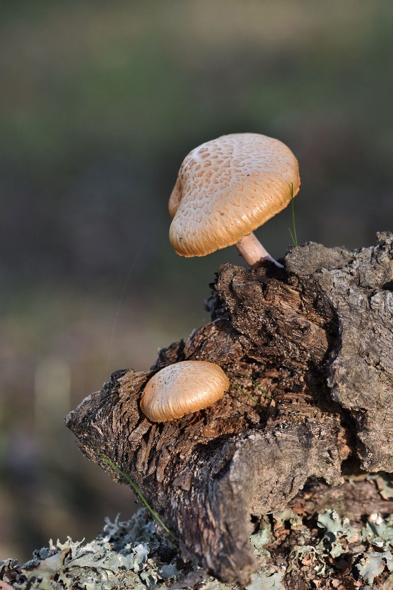 Gymnopilus suberis orange mushrooms pt  5.jpg