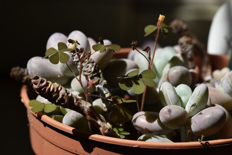 Pachyphytum Oviferum oxalis 2.jpg