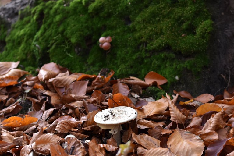 white mushroom in leaves pl 6.jpg