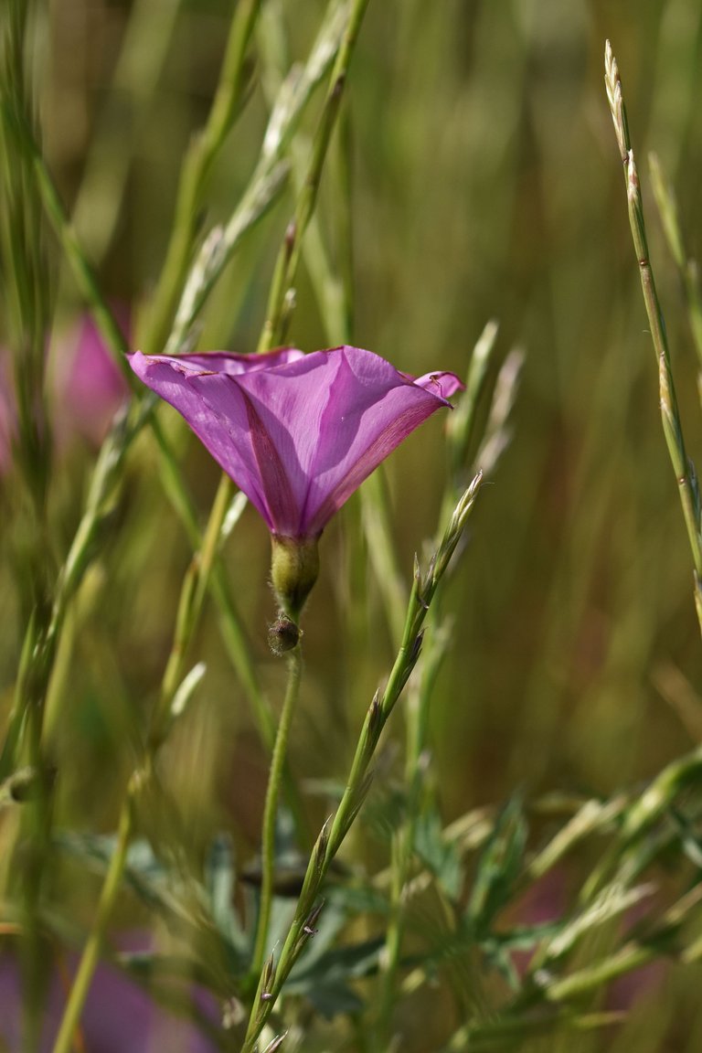 Convolvulus althaeoides pink 1.jpg