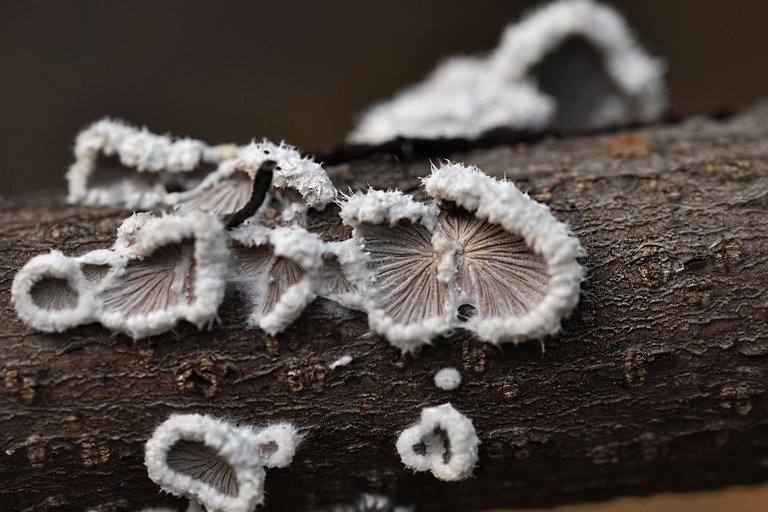 white mushroom stick 3.jpg