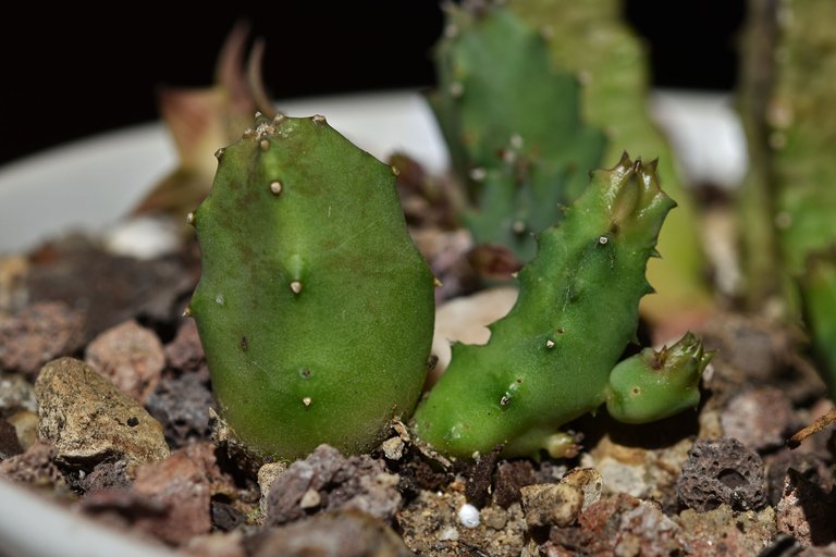 Huernia thuretii flower 2024 7.jpg