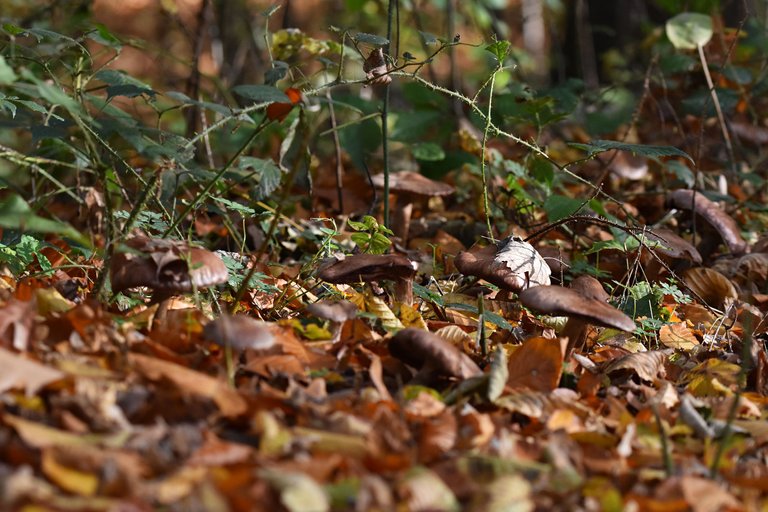 brown mushrooms leaves pl 8.jpg