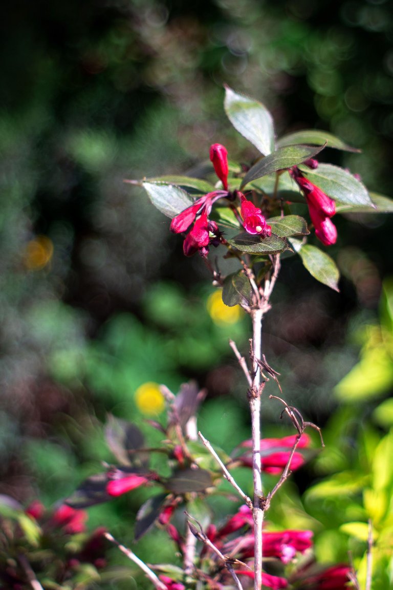 garden pl takumar bokeh 2.jpg