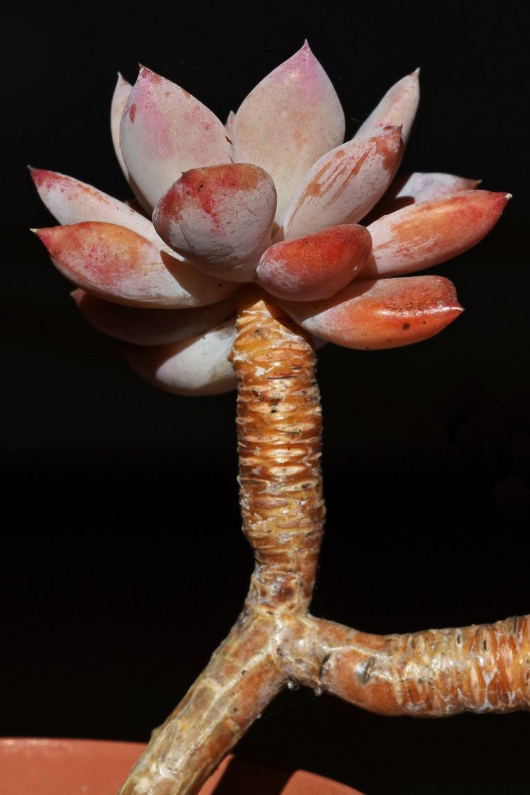 Echeveria split rosette 1.jpg