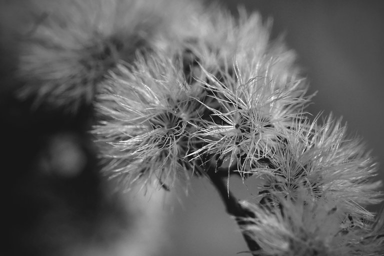 fluffy seeds garden bw 5.jpg