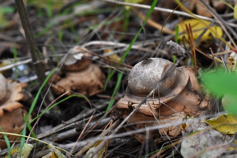 geastrum earthstar mushroom pl 5.jpg