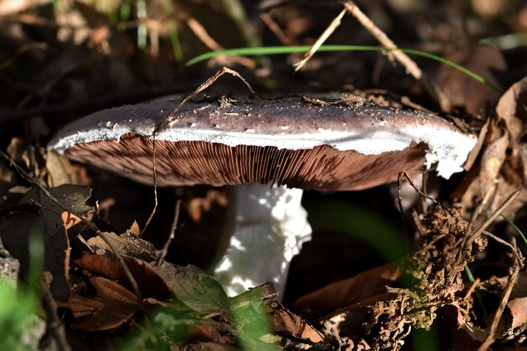 white mushrooms black gills pt 11.jpg