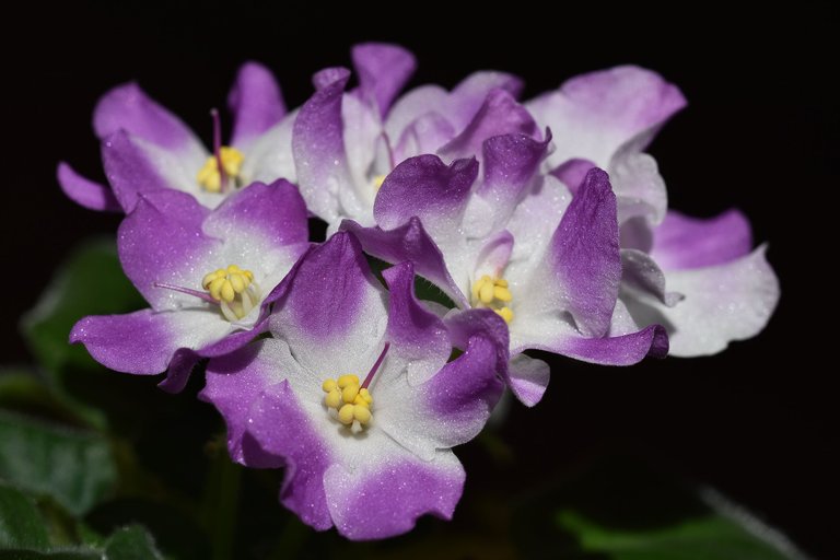 African Violet white-purple 2022 9.jpg