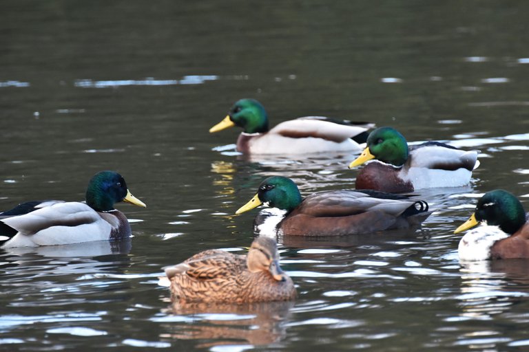 ducks park 2.jpg