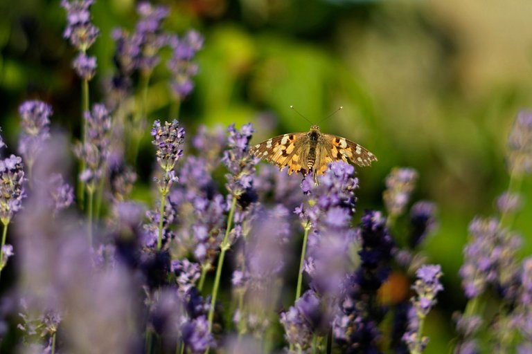 lavender butterflies garden helios 7.jpg
