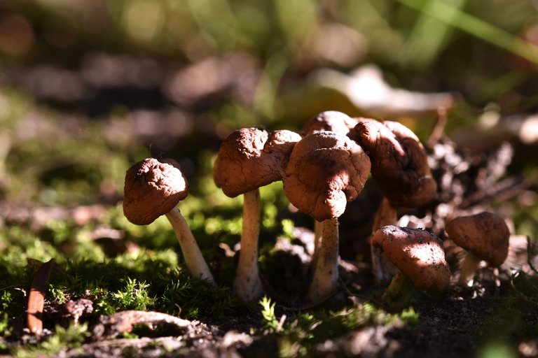 mushrooms garden grass 10.jpg