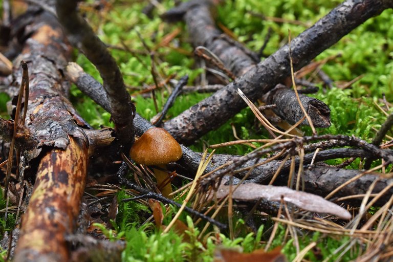 Tiny mushroom woods pl 2.jpg