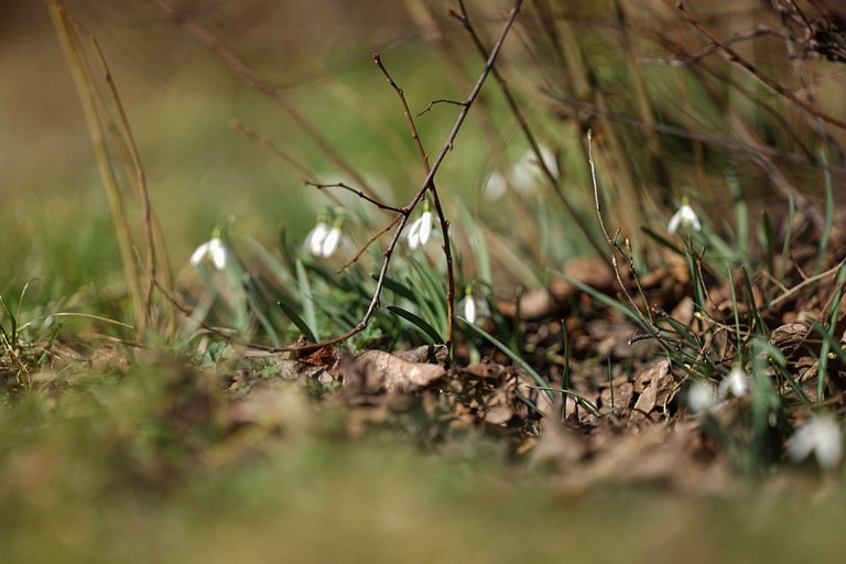 Snowdrops Samyang 6.jpg