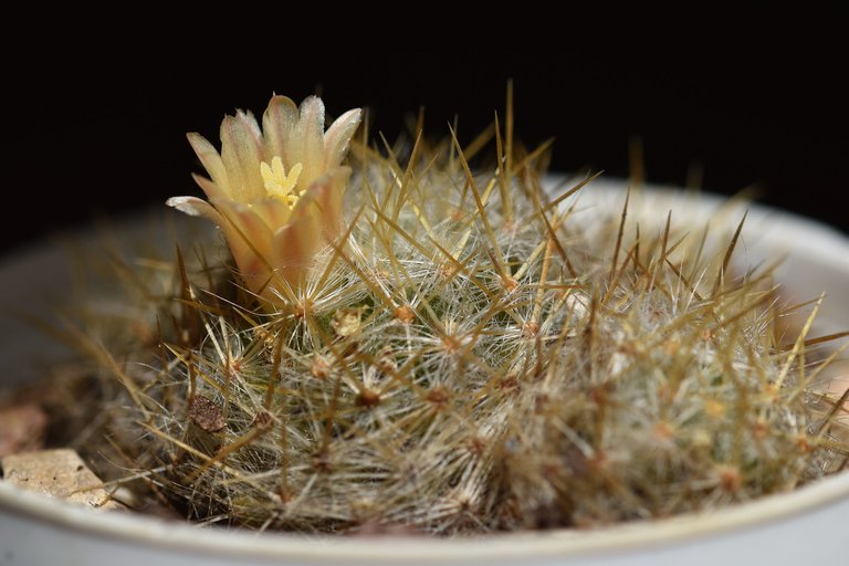 Mammillaria prolifera 2022 4.jpg