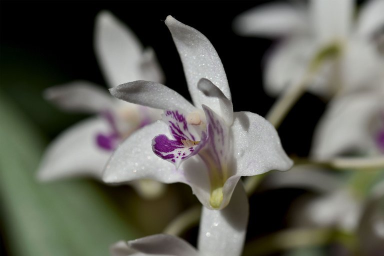 Dendrobium kingianum var. Silcockii 2023 april 5.jpg