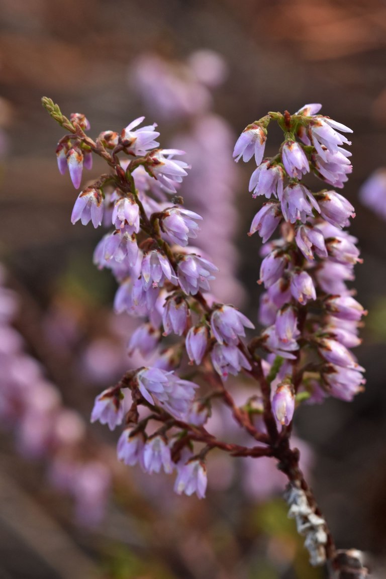 heather flowers october 1.jpg