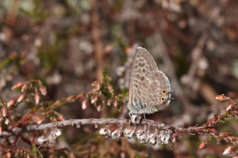 Marine Blue butterfly heather 7.jpg