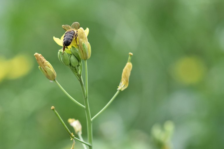 yellow ruccola bee pl 11.jpg