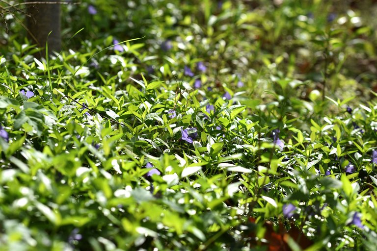 periwinkle orchard 10.jpg